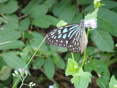 Ideopsis