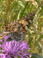 Vanessa cardui