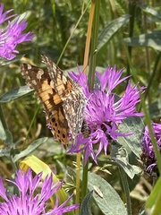 Vanessa cardui
