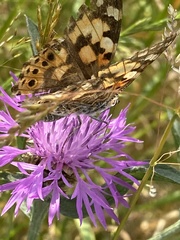 Vanessa cardui