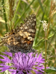 Vanessa cardui