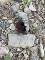 Erynnis icelus