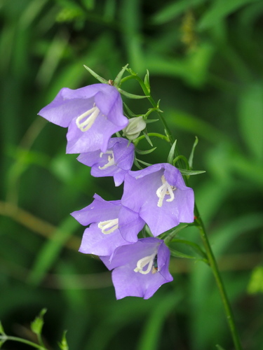 Campanula persicifolia L.