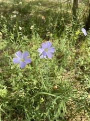 Linum
