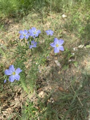 Linum