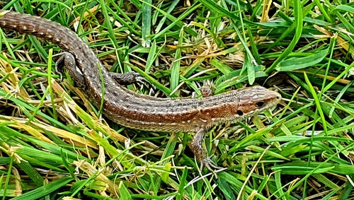 Viviparous Lizard, photo 4 of 10