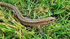 Viviparous Lizard photo 2