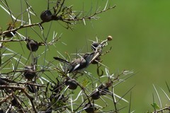 Vachellia drepanolobium