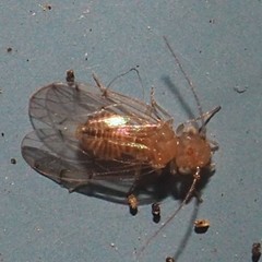 Ectopsocus meridionalis