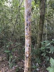 Ochna arborea
