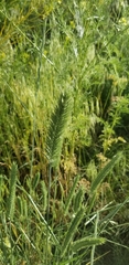 Agropyron cristatum