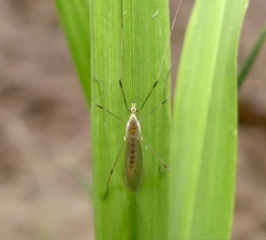 Gonomyia
