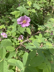 Rosa acicularis