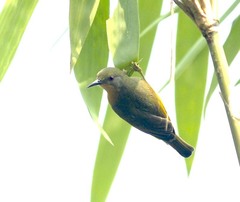 Chalcoparia singalensis