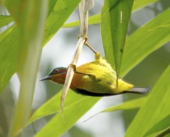 Chalcoparia singalensis