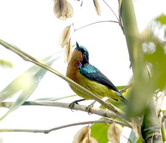 Chalcoparia singalensis