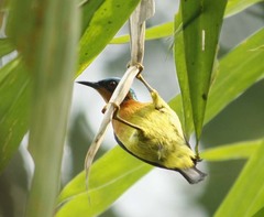 Chalcoparia singalensis