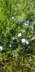 Linum lewisii