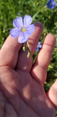 Linum lewisii