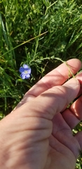 Linum lewisii