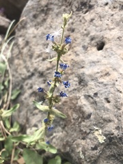 Penstemon humilis obtusifolius