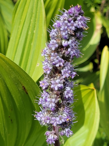 Idaho phacelia (Phacelia idahoensis)
