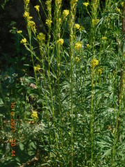 Erysimum marschallianum