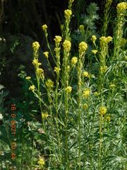 Erysimum marschallianum