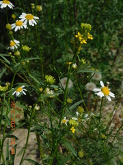 Erysimum marschallianum