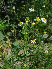 Erysimum marschallianum