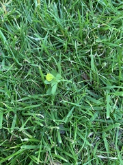 Trifolium dubium