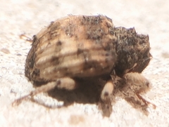 Phyrdenus divergens