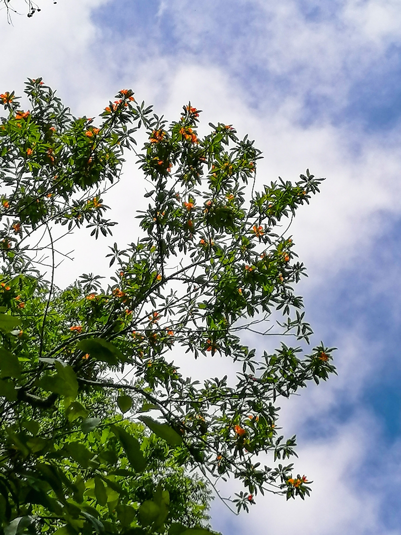 Imagem de Flor-de-maio