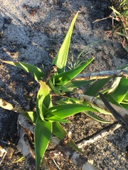 Aloiampelos commixta