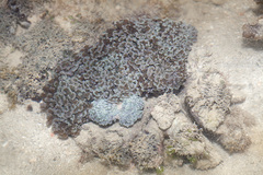 Fimbriaphyllia ancora