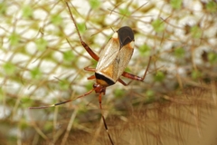 Adelphocoris vandalicus