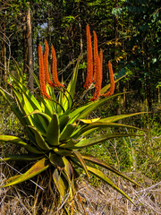 Aloe candelabrum