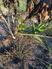 Aloiampelos commixta