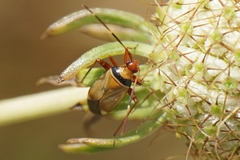 Adelphocoris vandalicus