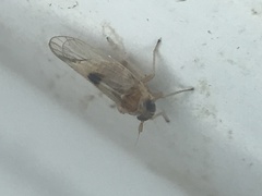 Chionomus dissipatus