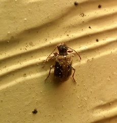 Ptinus texanus