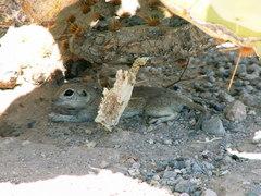 Xerospermophilus tereticaudus