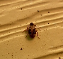Ptinus texanus