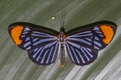 Stalachtis lineata
