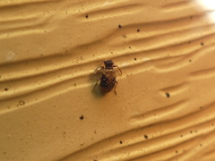 Ptinus texanus