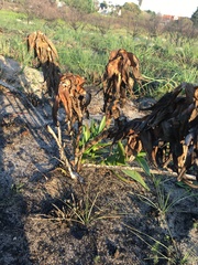 Aloiampelos commixta