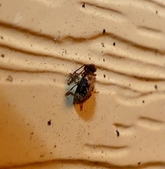Ptinus texanus