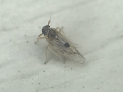 Chionomus dissipatus