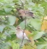 Mirafra erythroptera