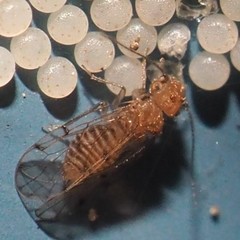 Ectopsocus meridionalis